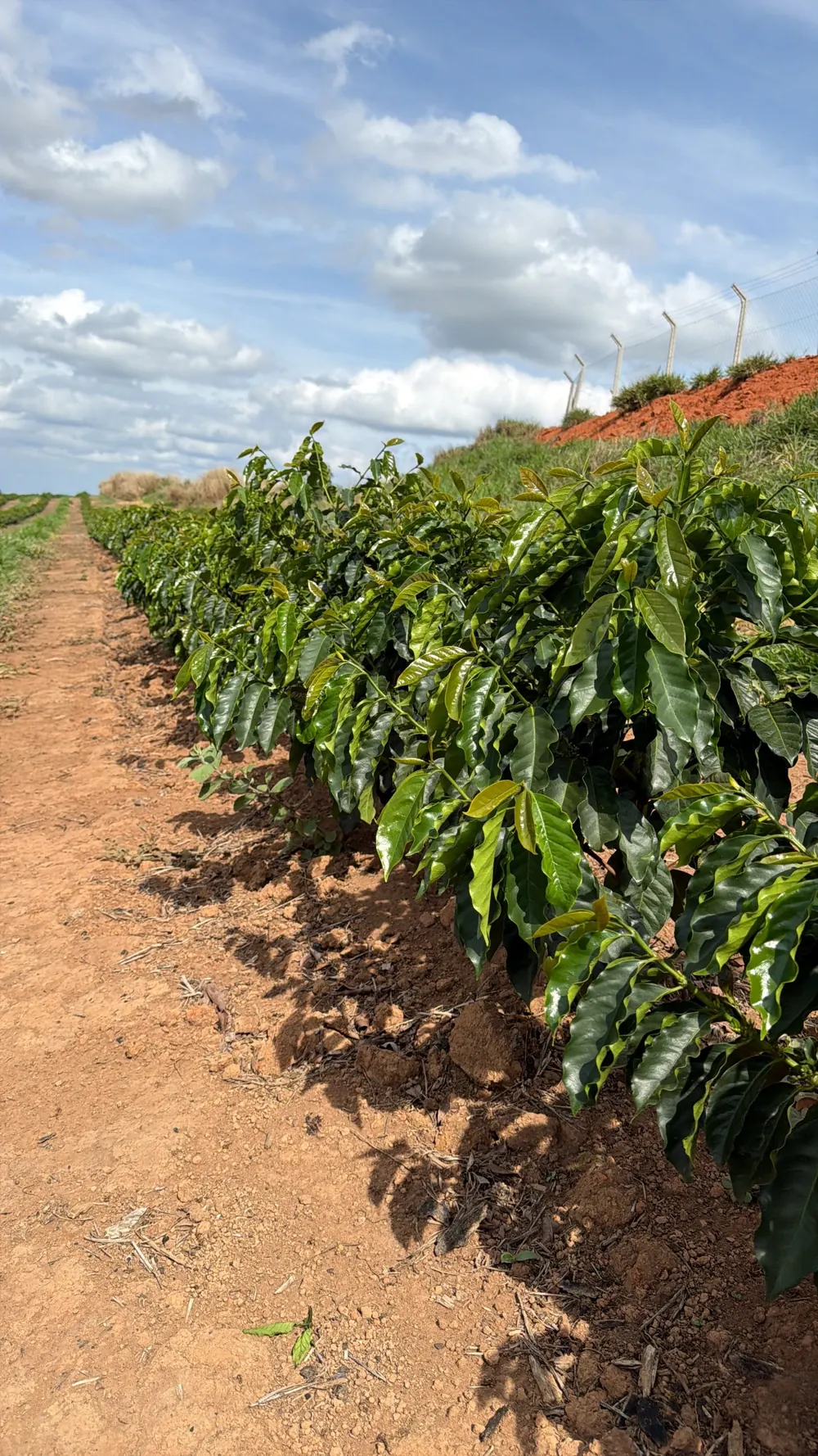 Linha de cafeeiros na lavoura