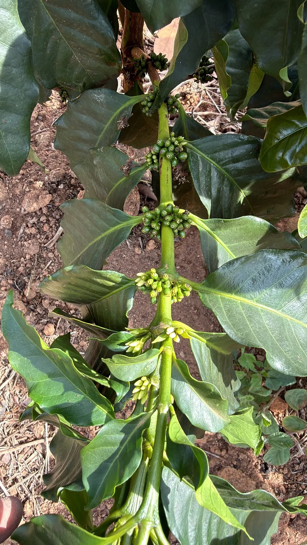 Floração e frutos em formação em um ramo de cafeeiro